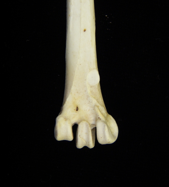 Great blue heron (Ardea herodias) left tarsometatarsus, distal anterior aspect