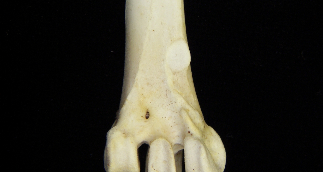 Great blue heron (Ardea herodias) left tarsometatarsus, distal anterior aspect