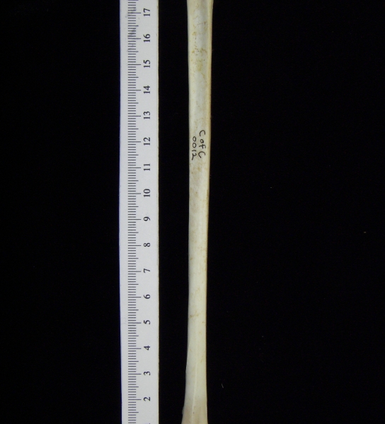 Great blue heron (Ardea herodias) left tarsometatarsus, posterior view
