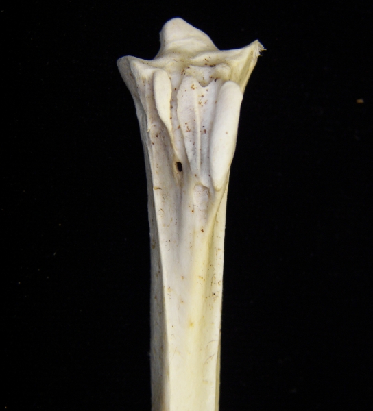 Great blue heron (Ardea herodias) left tarsometatarsus, proximal anterior aspect