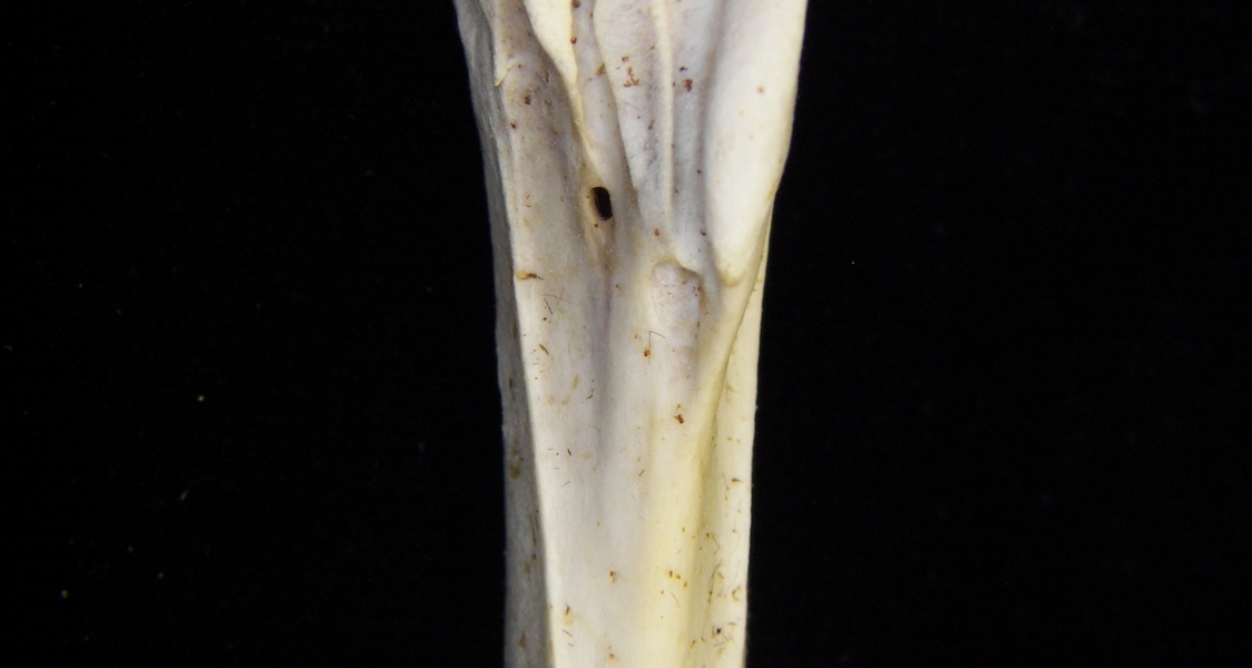 Great blue heron (Ardea herodias) left tarsometatarsus, proximal anterior aspect