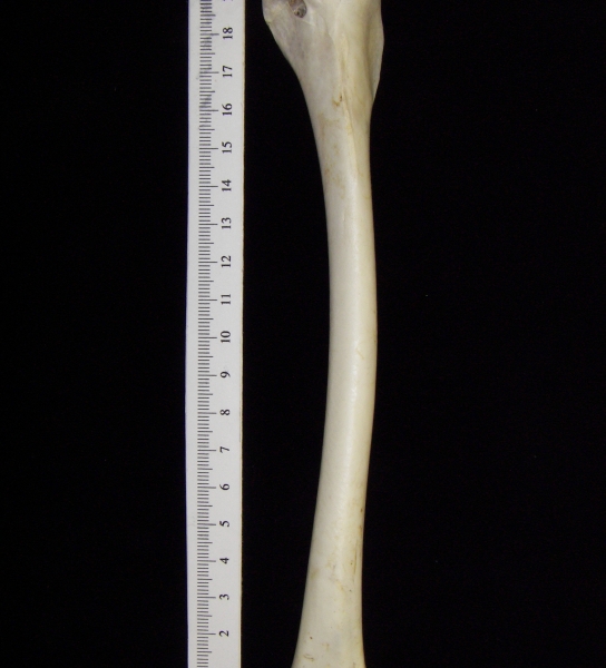 Great blue heron (Ardea herodias) right humerus