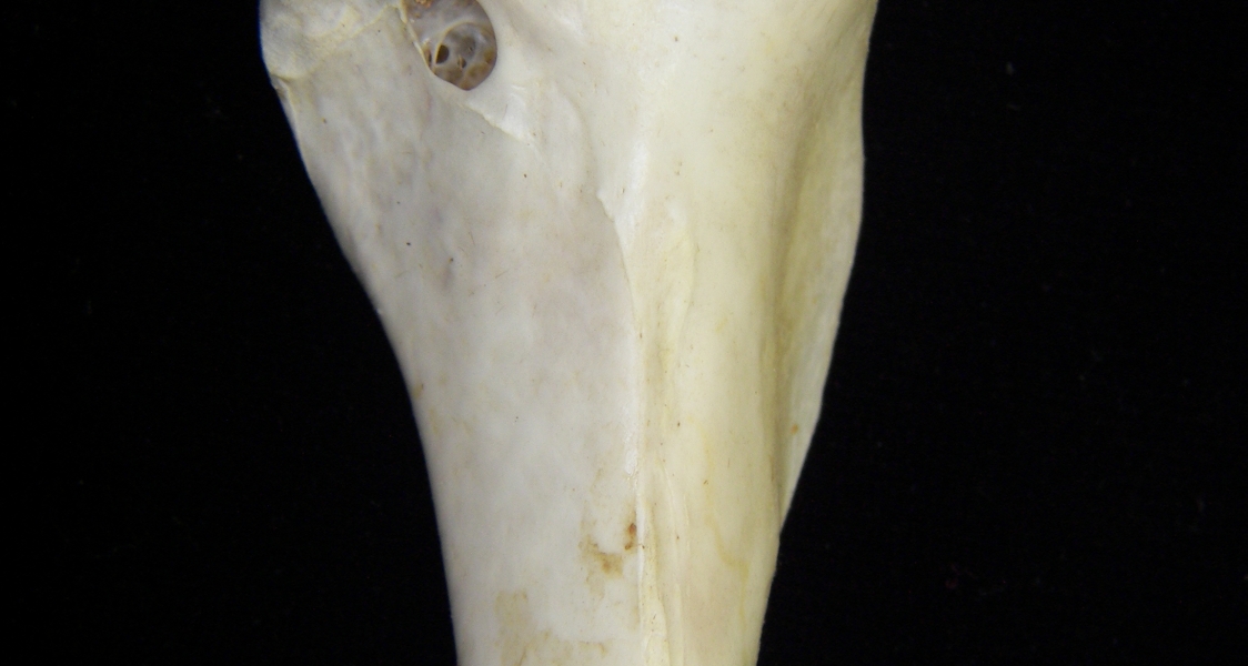 Great blue heron (Ardea herodias) right humerus, proximal aspect