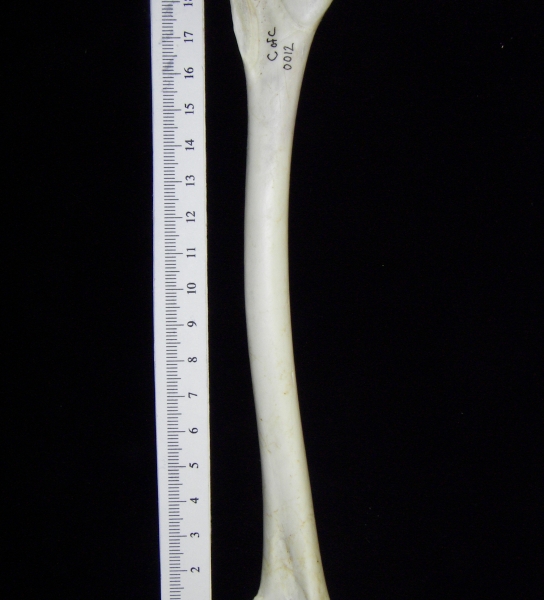 Great blue heron (Ardea herodias) right humerus, view 2