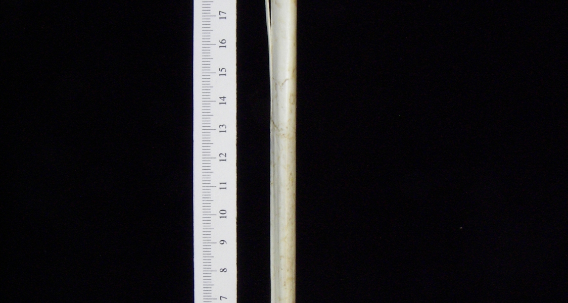 Great blue heron (Ardea herodias) right tibiotarsus, anterior view