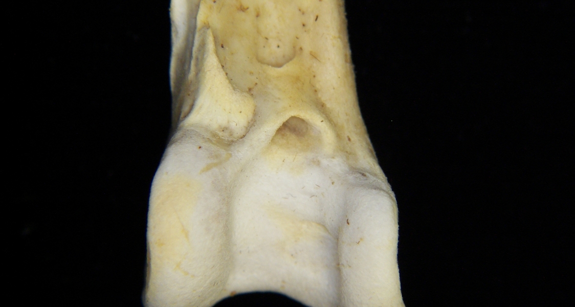 Great blue heron (Ardea herodias) right tibiotarsus, distal anterior aspect