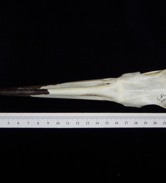 Great blue heron (Ardea herodias) skull, superior view
