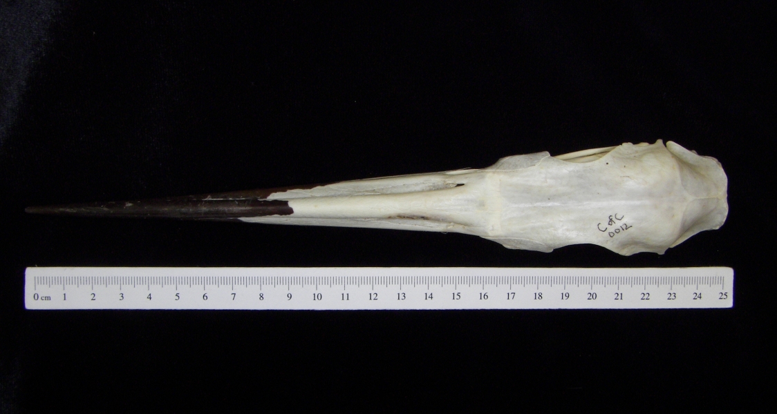 Great blue heron (Ardea herodias) skull, superior view