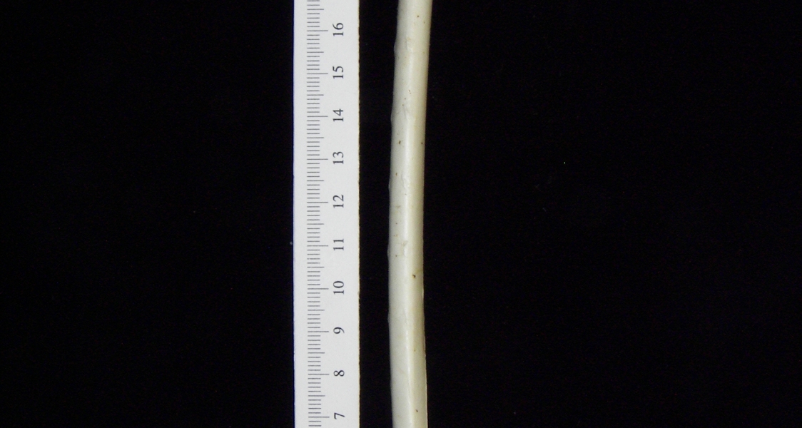 Great blue heron (Ardea herodias) ulna, view 2