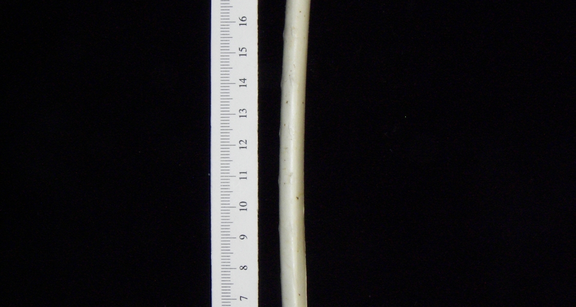 Great blue heron (Ardea herodias) ulna, view 2