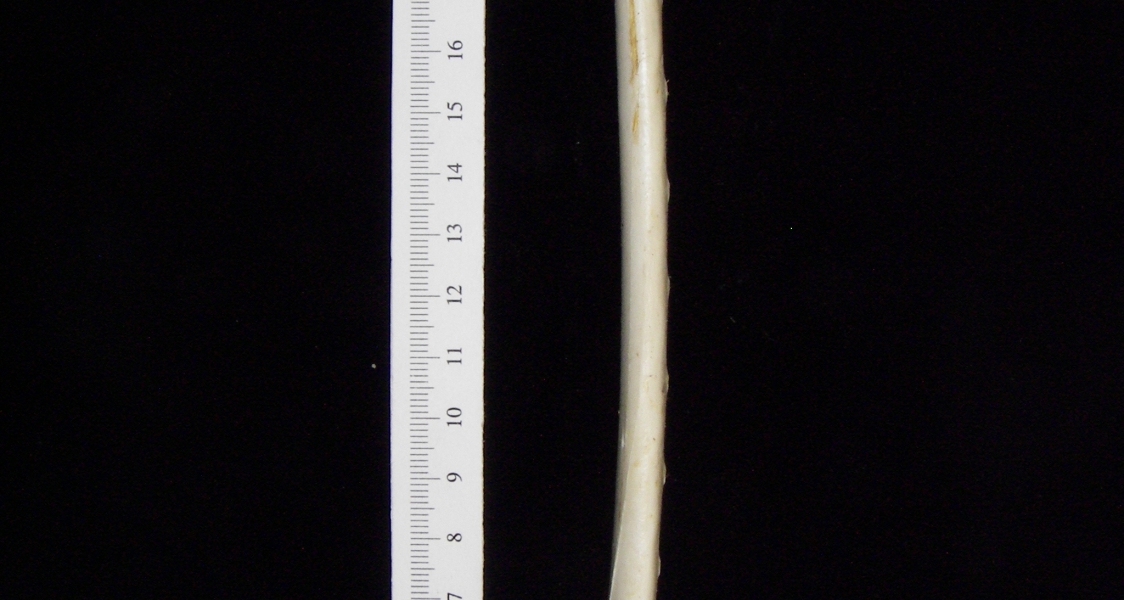 Great blue heron (Ardea herodias) ulna