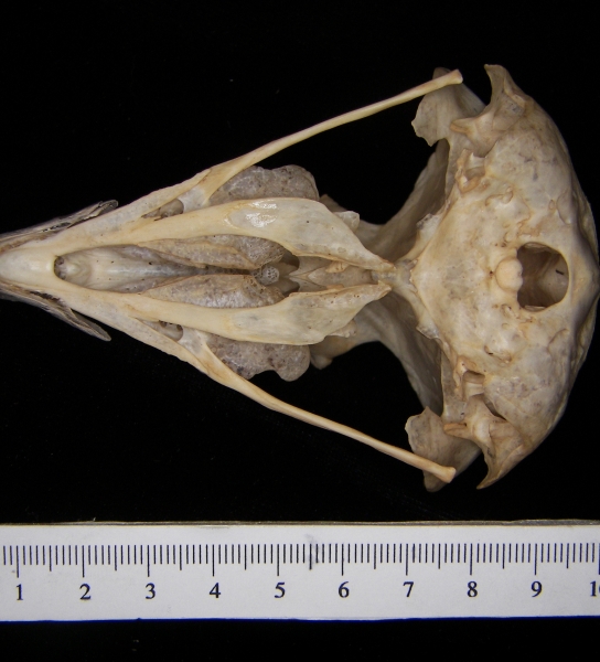 Great horned owl (Bubo virginianus) cranium, inferior view