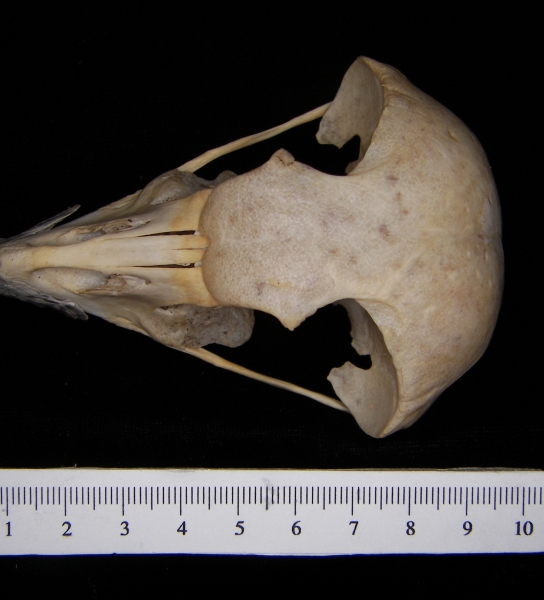 Great horned owl (Bubo virginianus) cranium, superior view