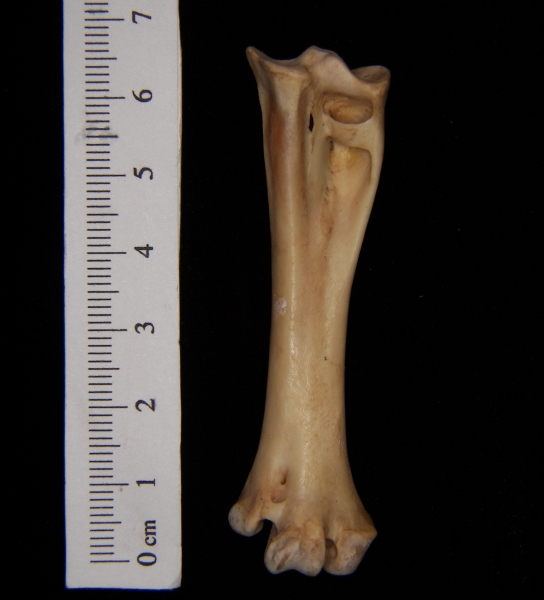 Great horned owl (Bubo virginianus) right tarsometatarsus, anterior view