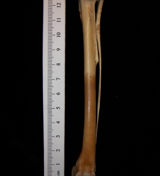 Great horned owl (Bubo virginianus) right tibiotarsus, posterior view