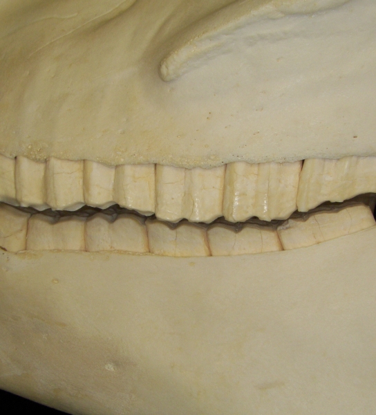 Horse (Equus caballus) dentition