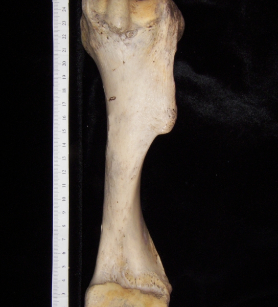 Horse (Equus caballus) left humerus, lateral view