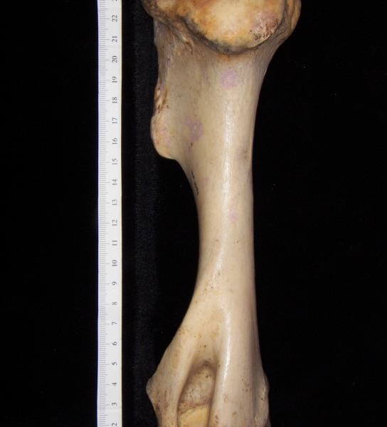 Horse (Equus caballus) left humerus, medial view