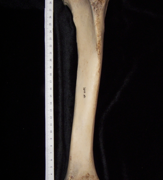 Horse (Equus caballus) left tibia, anterior view