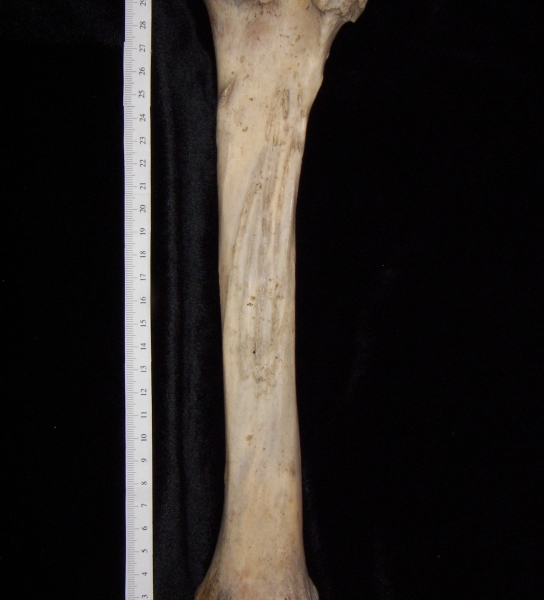 Horse (Equus caballus) left tibia, posterior view