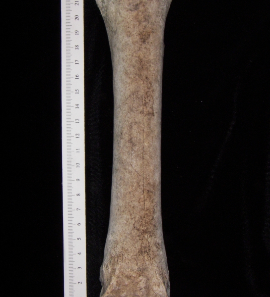 Horse (Equus caballus) metacarpal, anterior view