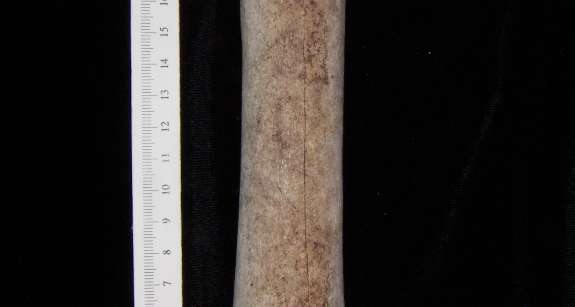 Horse (Equus caballus) metacarpal, anterior view