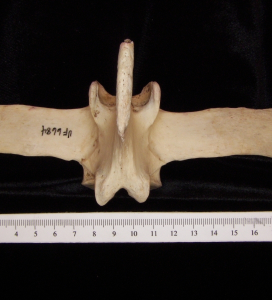 Horse (Equus caballus) mid lumbar vertebra, superior view