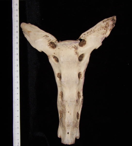 Anterior View Horse Sacrum