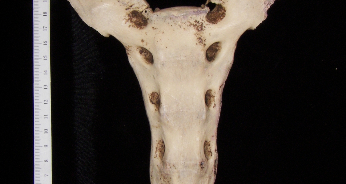 Anterior View Horse Sacrum