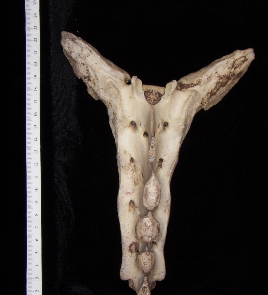 Posterior View Horse Sacrum