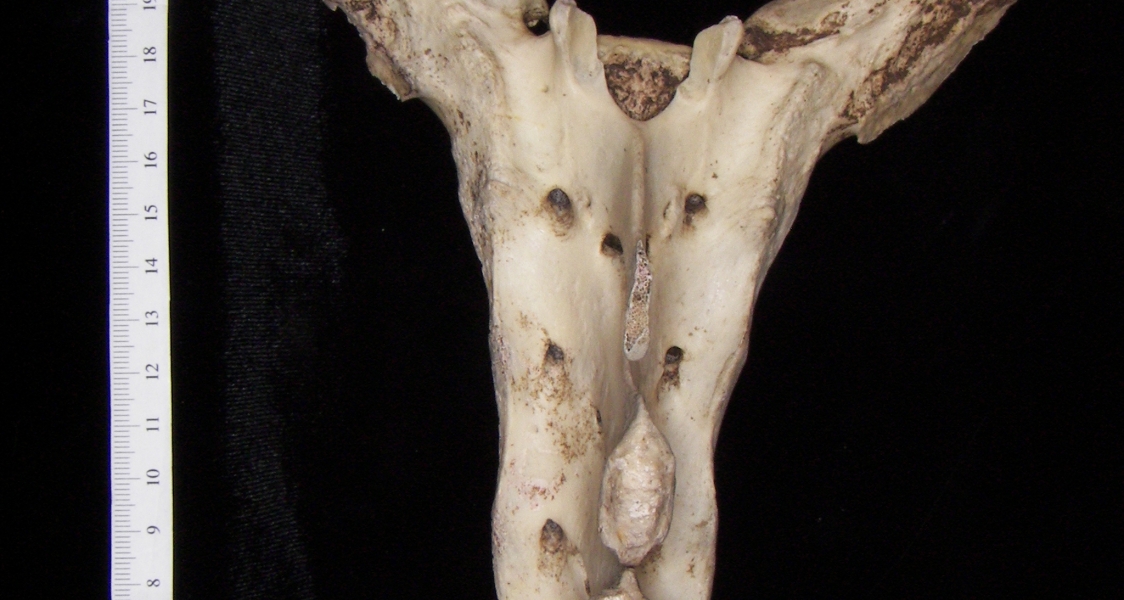 Posterior View Horse Sacrum