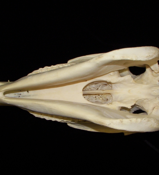 Horse (Equus caballus) skull, inferior view