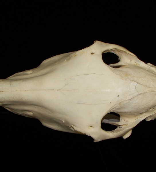 Horse (Equus caballus) skull, superior view