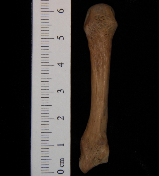 Human left 3rd metacarpal, dorsal view