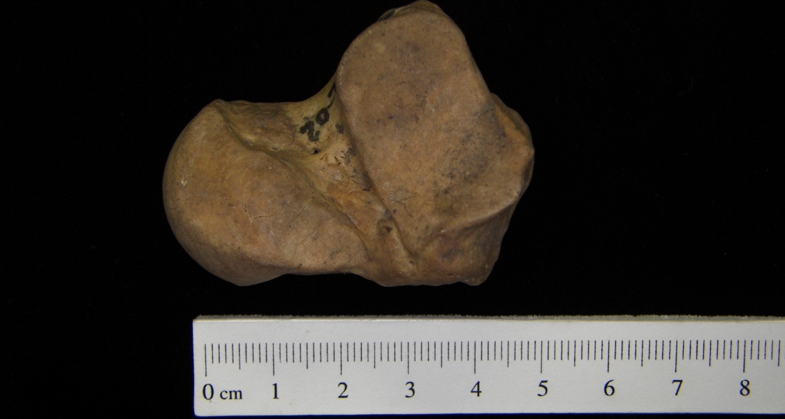 Human left talus, inferior view