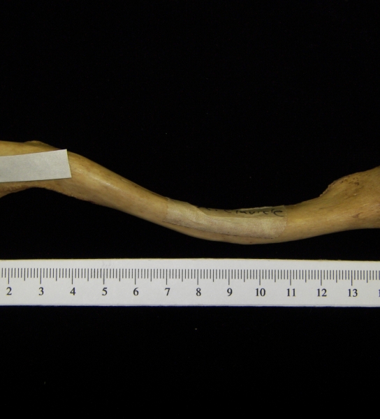Human right clavicle, view 2