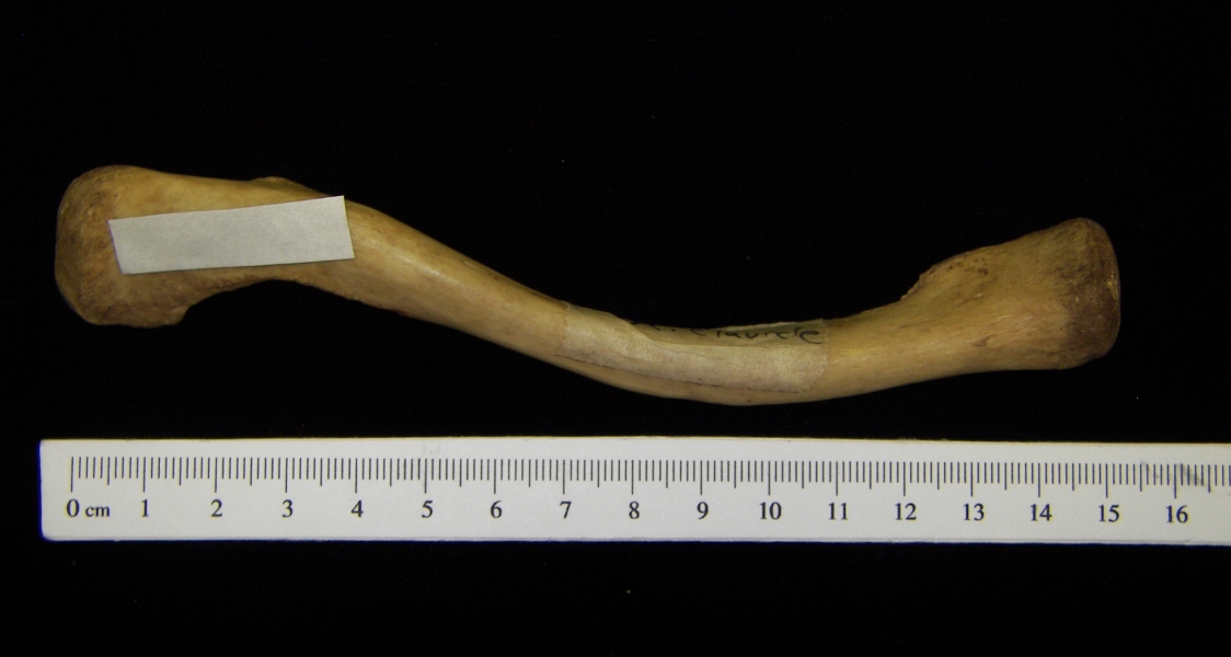 Human right clavicle, view 2