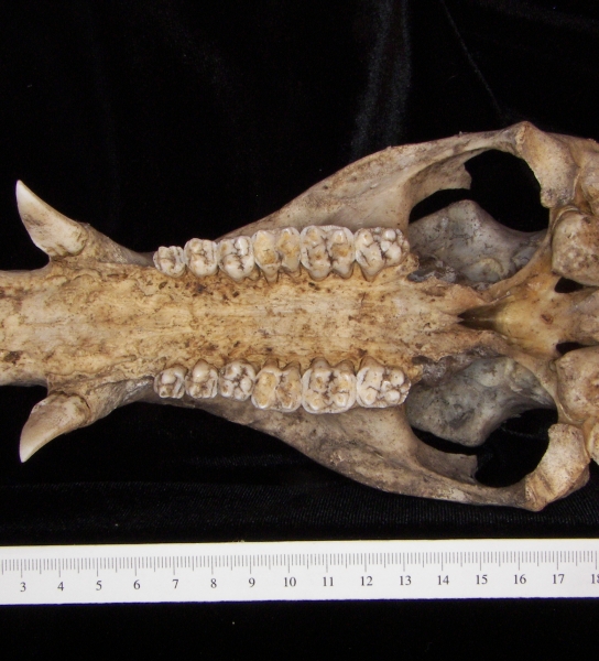 Peccary (Peccary angulatus) cranium, inferior view