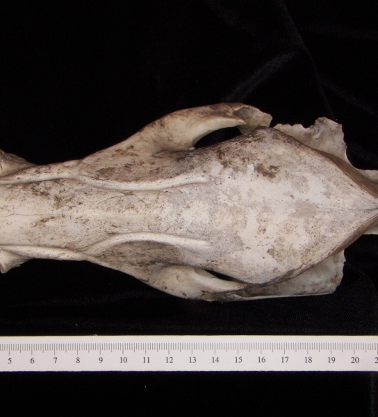 Peccary (Peccary angulatus) cranium, superior view