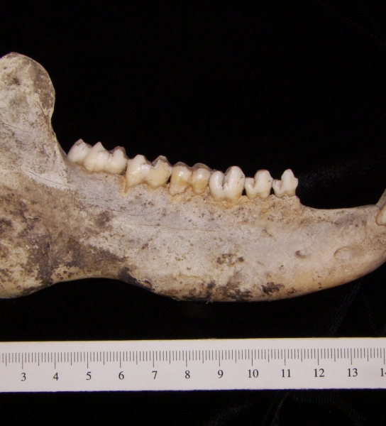 Peccary (Peccary angulatus) right mandible, lateral view