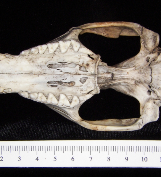 Opossum (Didelphis marsupialis) cranium, inferior view