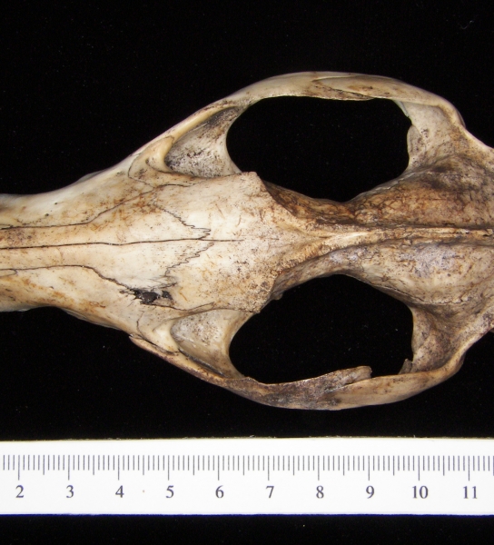 Opossum (Didelphis marsupialis) cranium, superior view