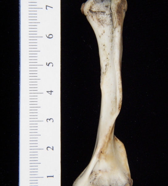 Opossum (Didelphis marsupialis) left humerus, anterior view