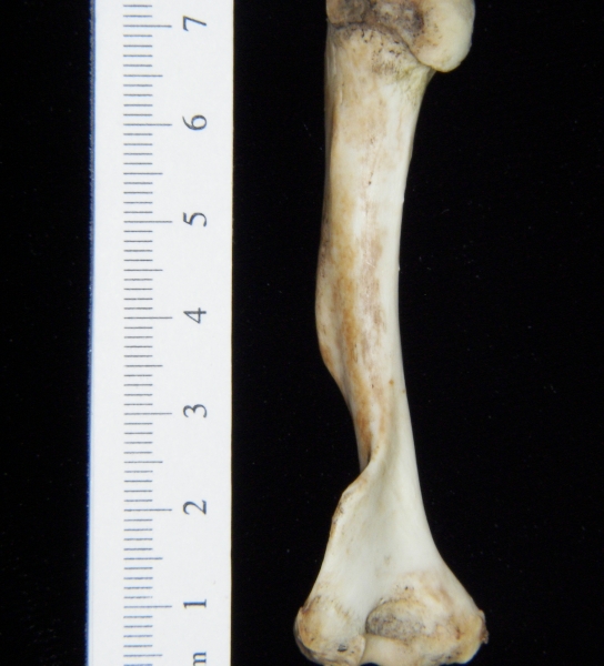 Opossum (Didelphis marsupialis) left humerus, posterior view