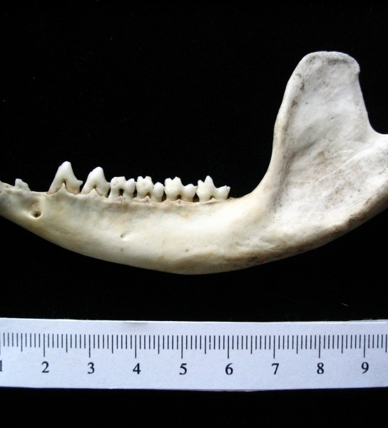 Opossum (Didelphis marsupialis) mandible