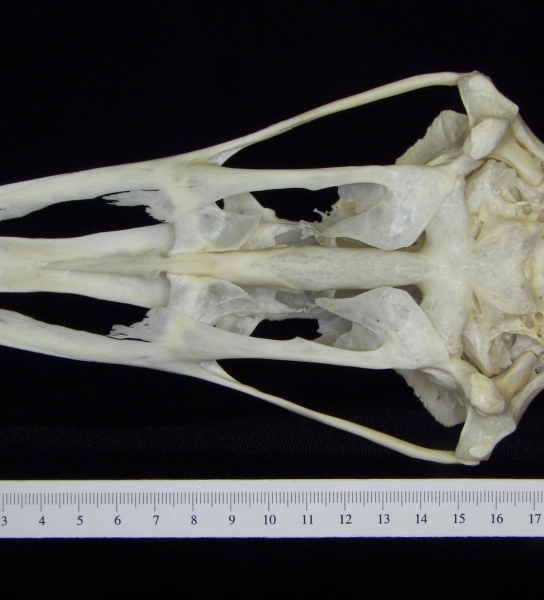 Ostrich (Struthio camelus) cranium, inferior view