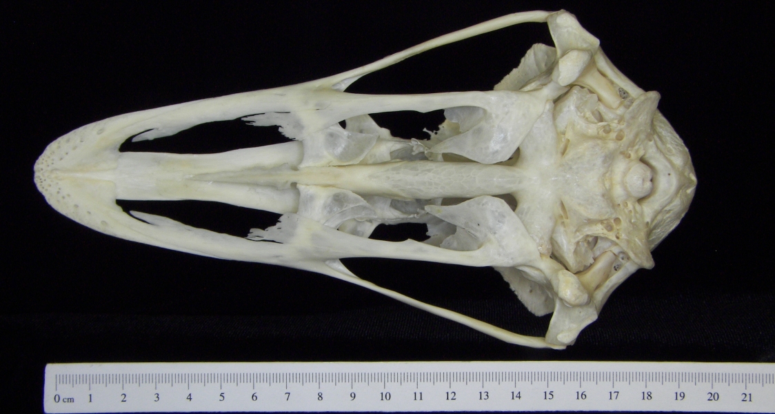 Ostrich (Struthio camelus) cranium, inferior view