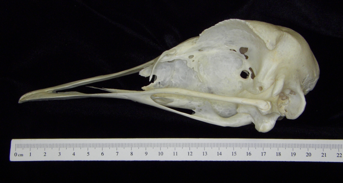 Ostrich (Struthio camelus) cranium, lateral view