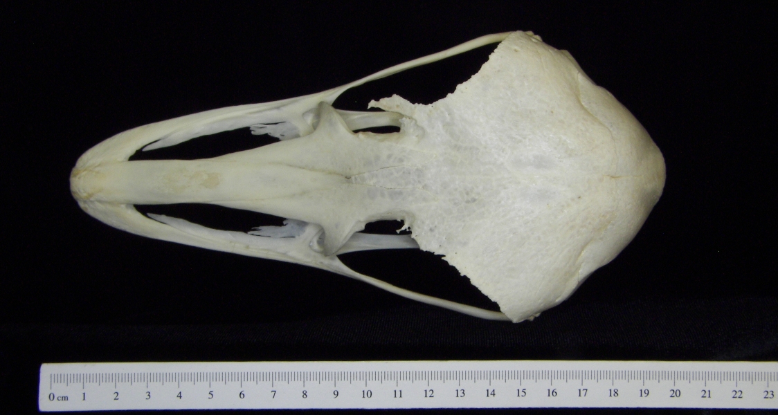 Ostrich (Struthio camelus) cranium, superior view