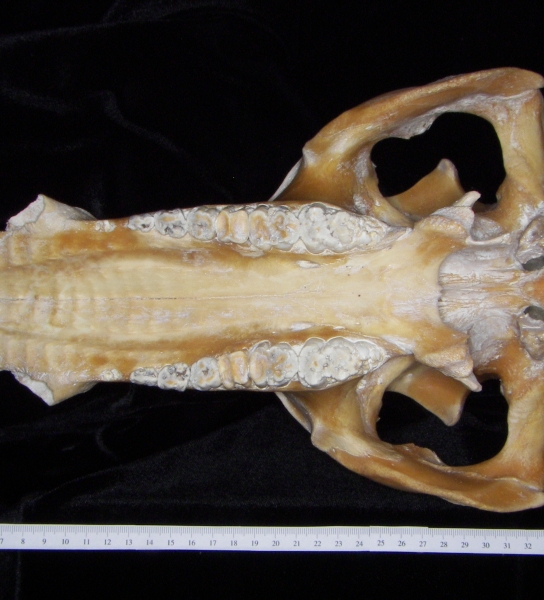 Pig (Sus scrofa) cranium, inferior view